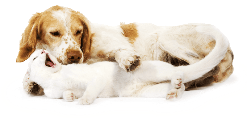 犬と猫の画像