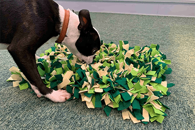 ノーズワークをする犬