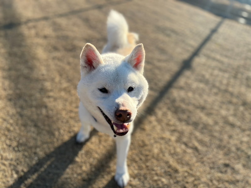 はんぺんくん