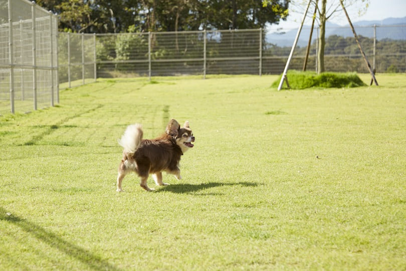 ドッグランを走るチワワ
