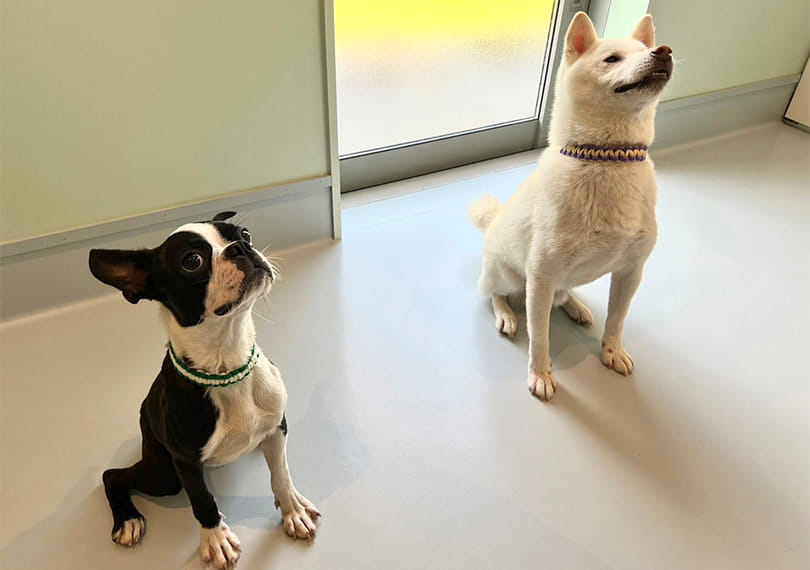 首輪を付けている2匹の犬
